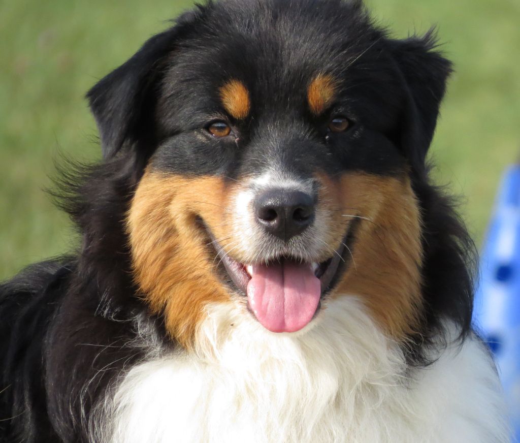 Ibhi albatros magicberry