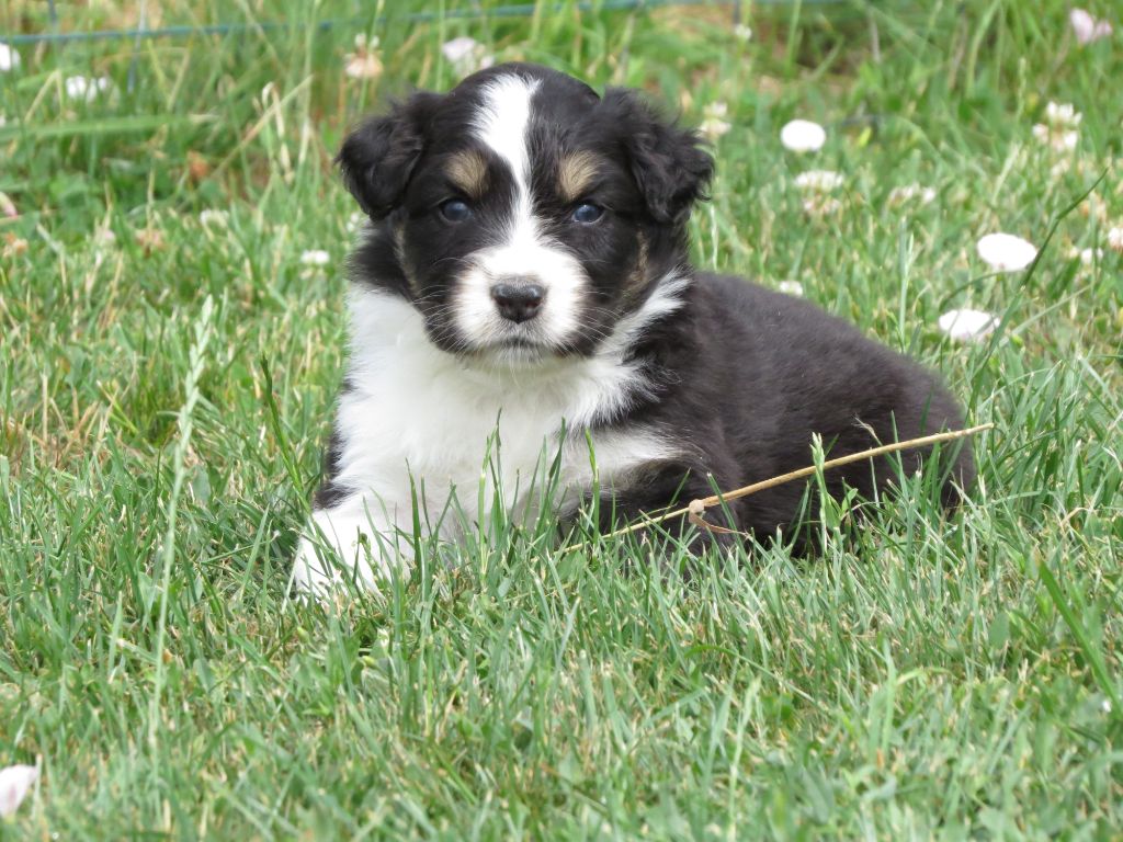 Des Rêves De Cassiopée - Chiots disponibles - Berger Australien