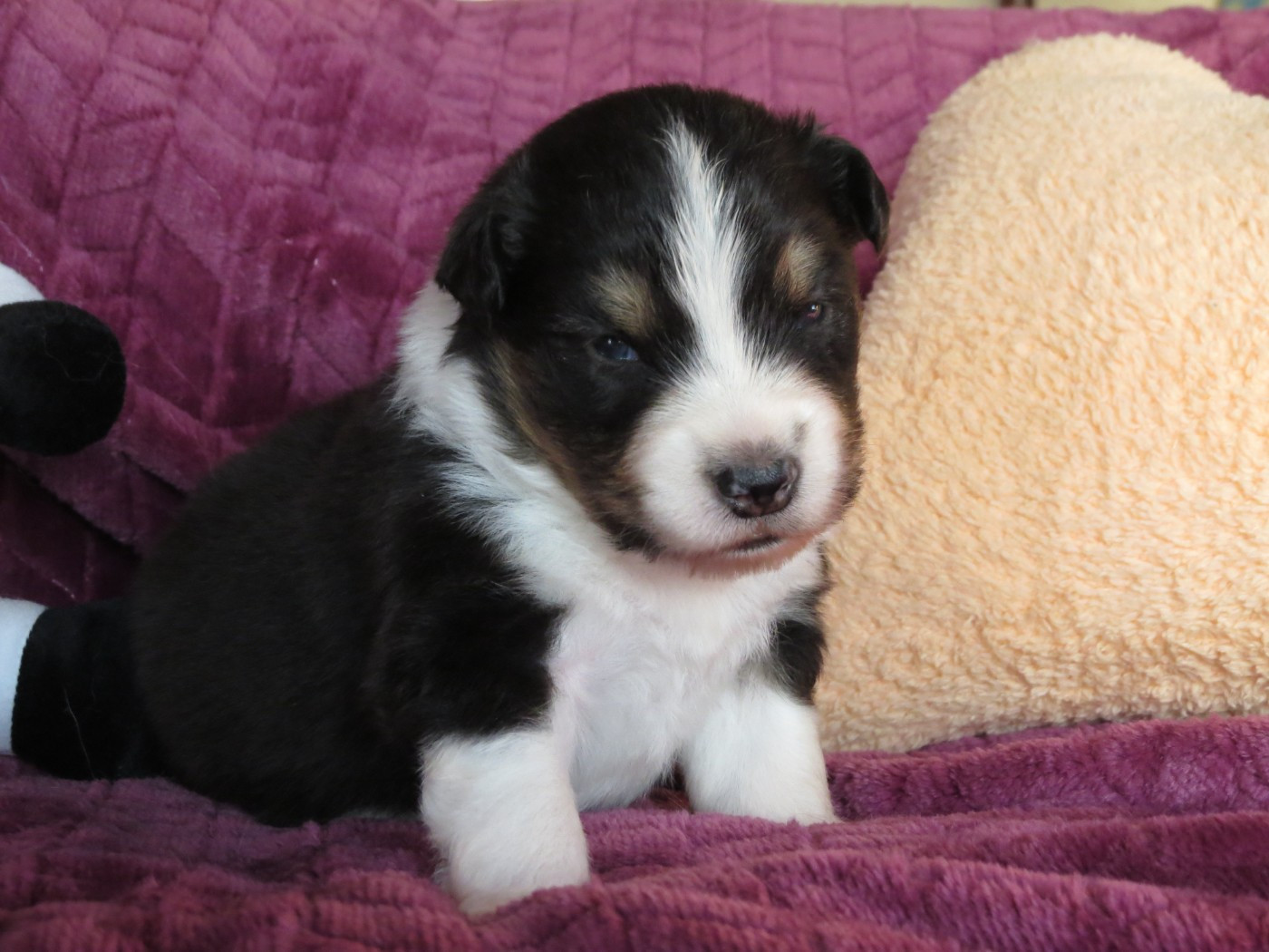 Des Rêves De Cassiopée - Chiots disponibles - Berger Australien