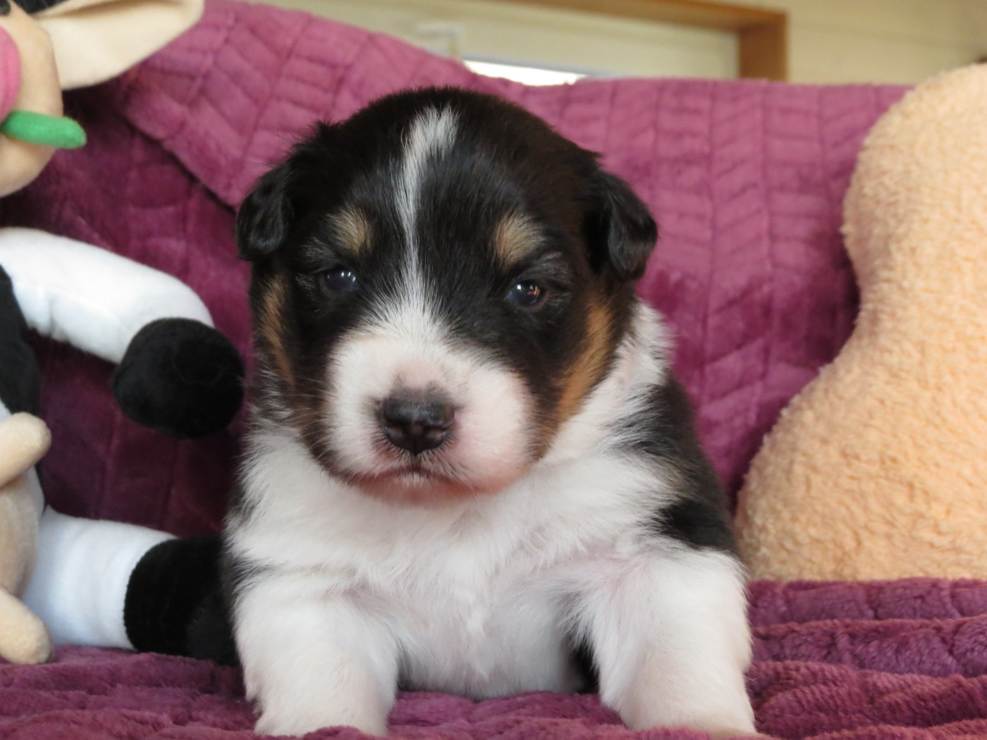 Des Rêves De Cassiopée - Chiots disponibles - Berger Australien