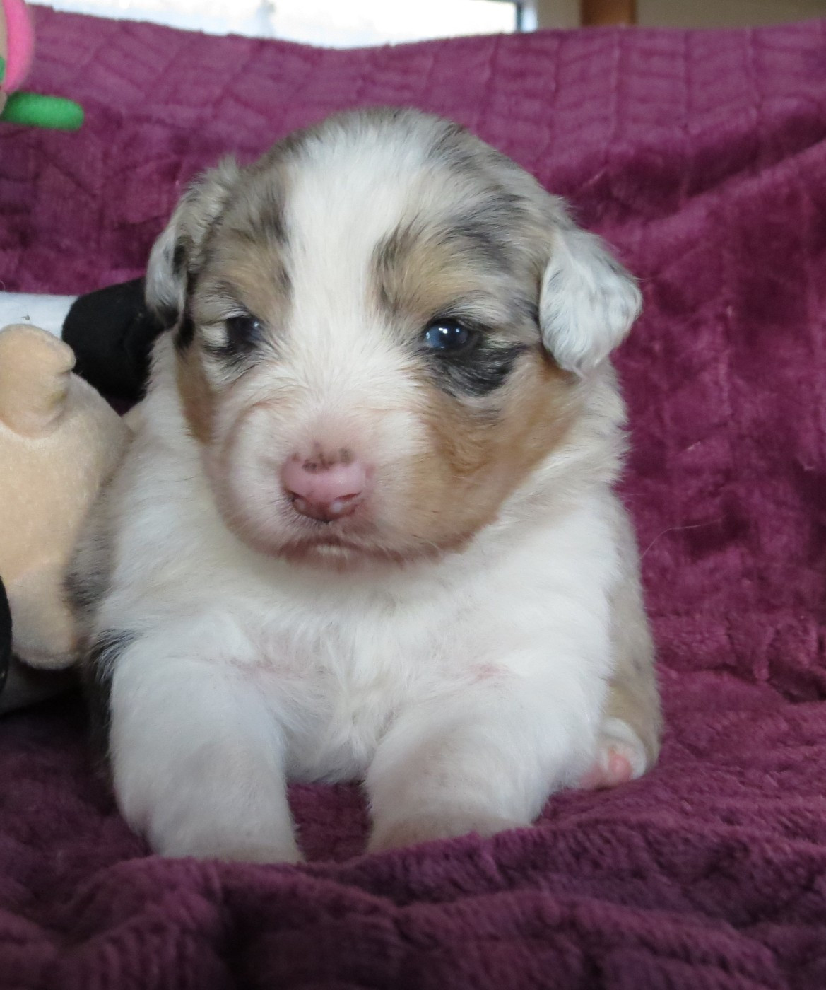 Des Rêves De Cassiopée - Chiots disponibles - Berger Australien