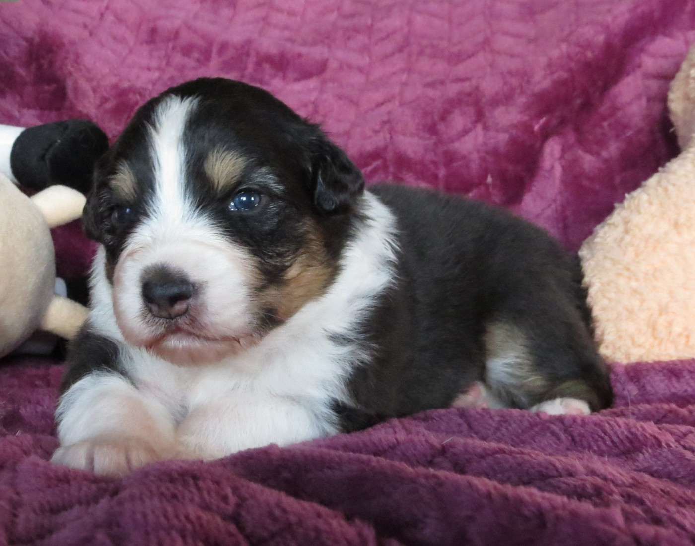 Des Rêves De Cassiopée - Chiots disponibles - Berger Australien