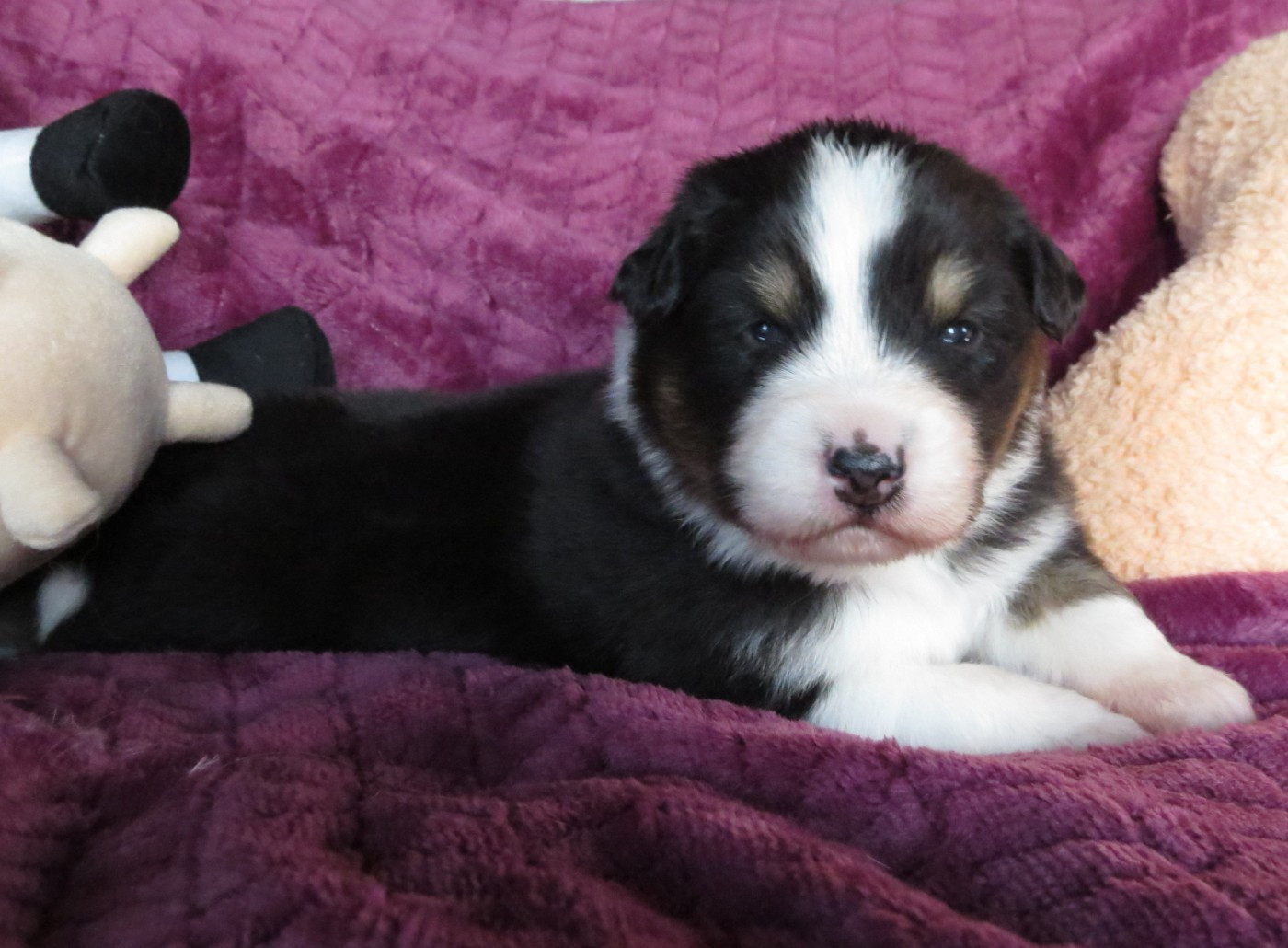 Des Rêves De Cassiopée - Chiots disponibles - Berger Australien