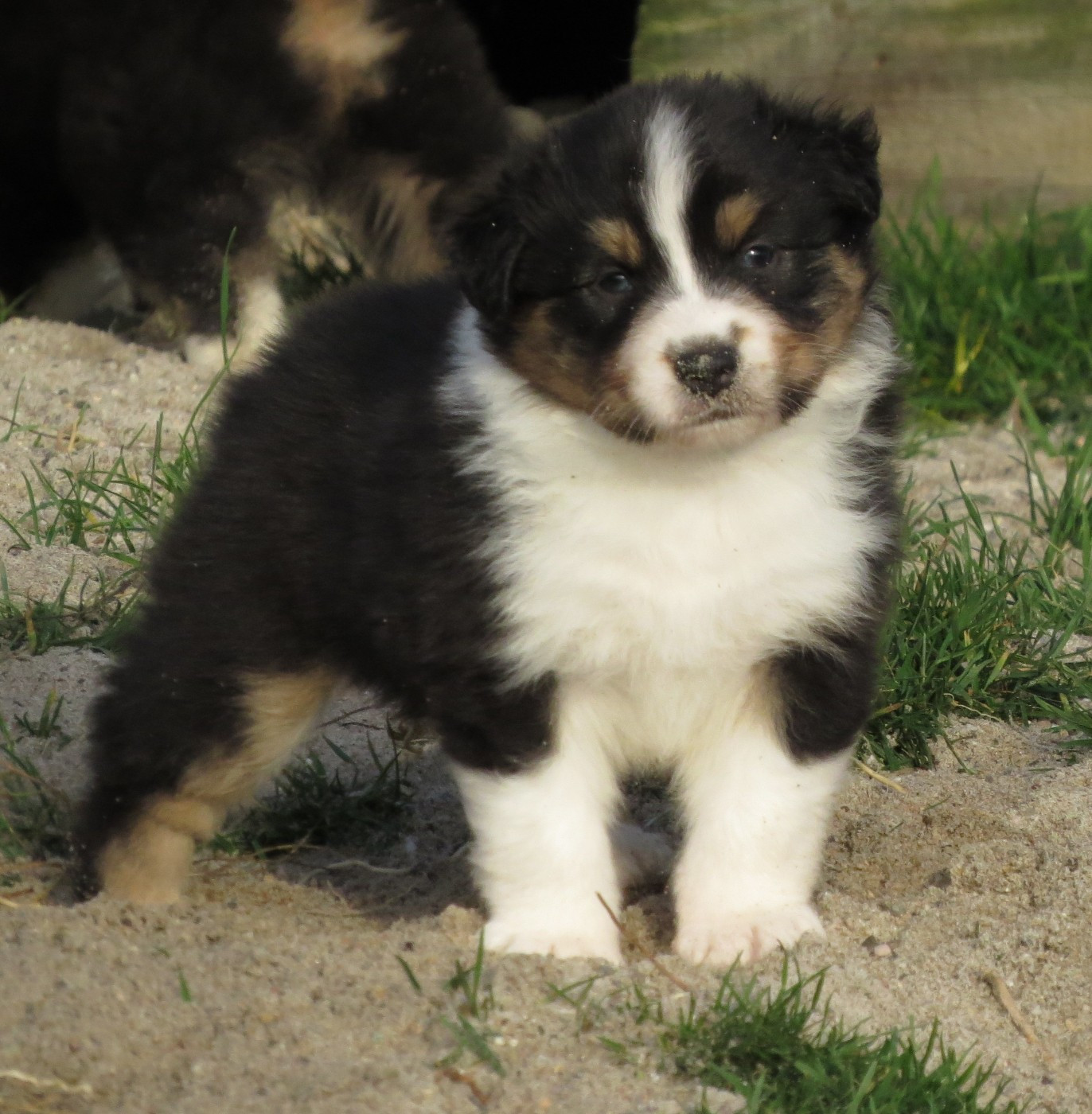 Des Rêves De Cassiopée - Chiots disponibles - Berger Australien