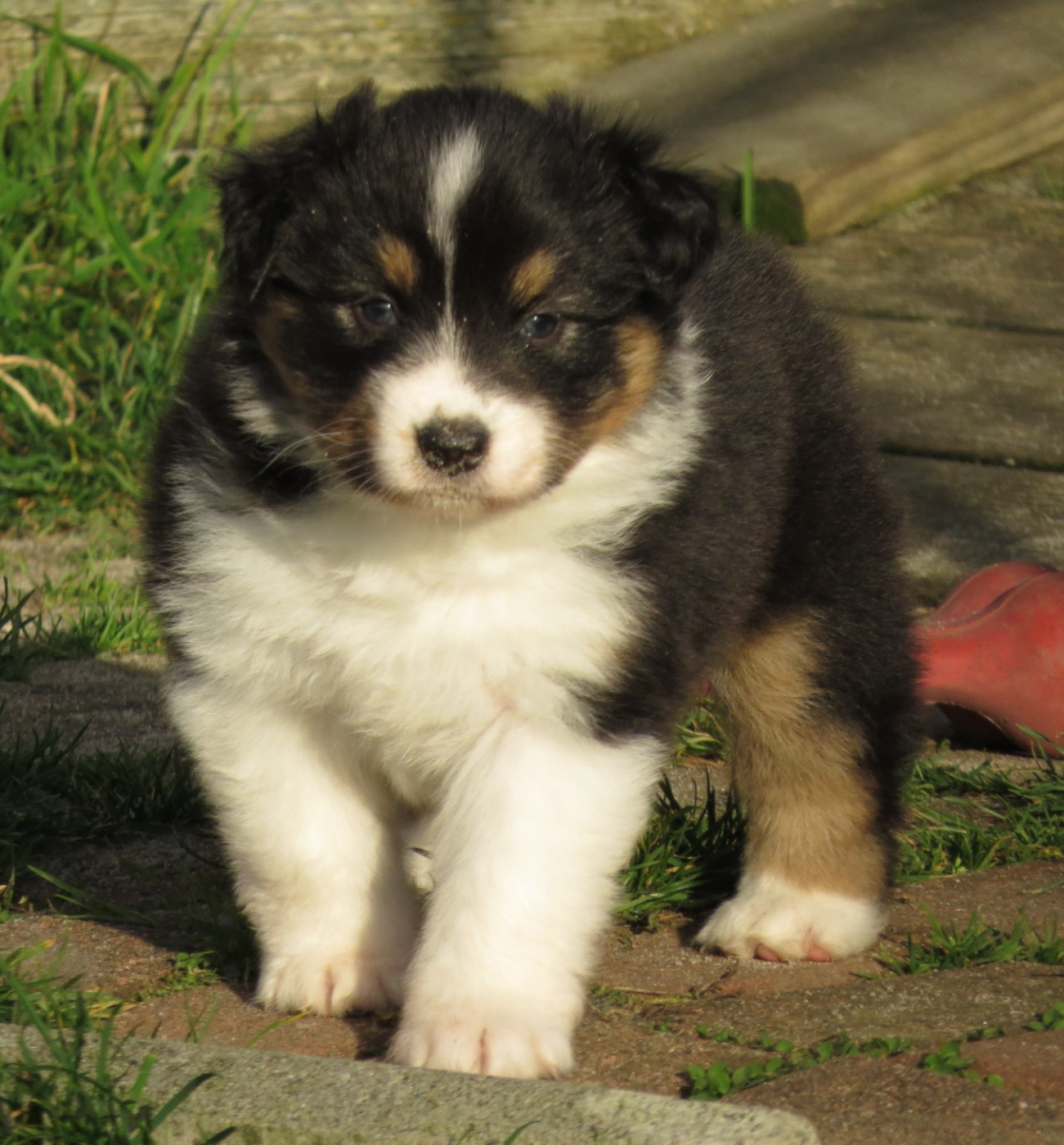 Des Rêves De Cassiopée - Chiots disponibles - Berger Australien