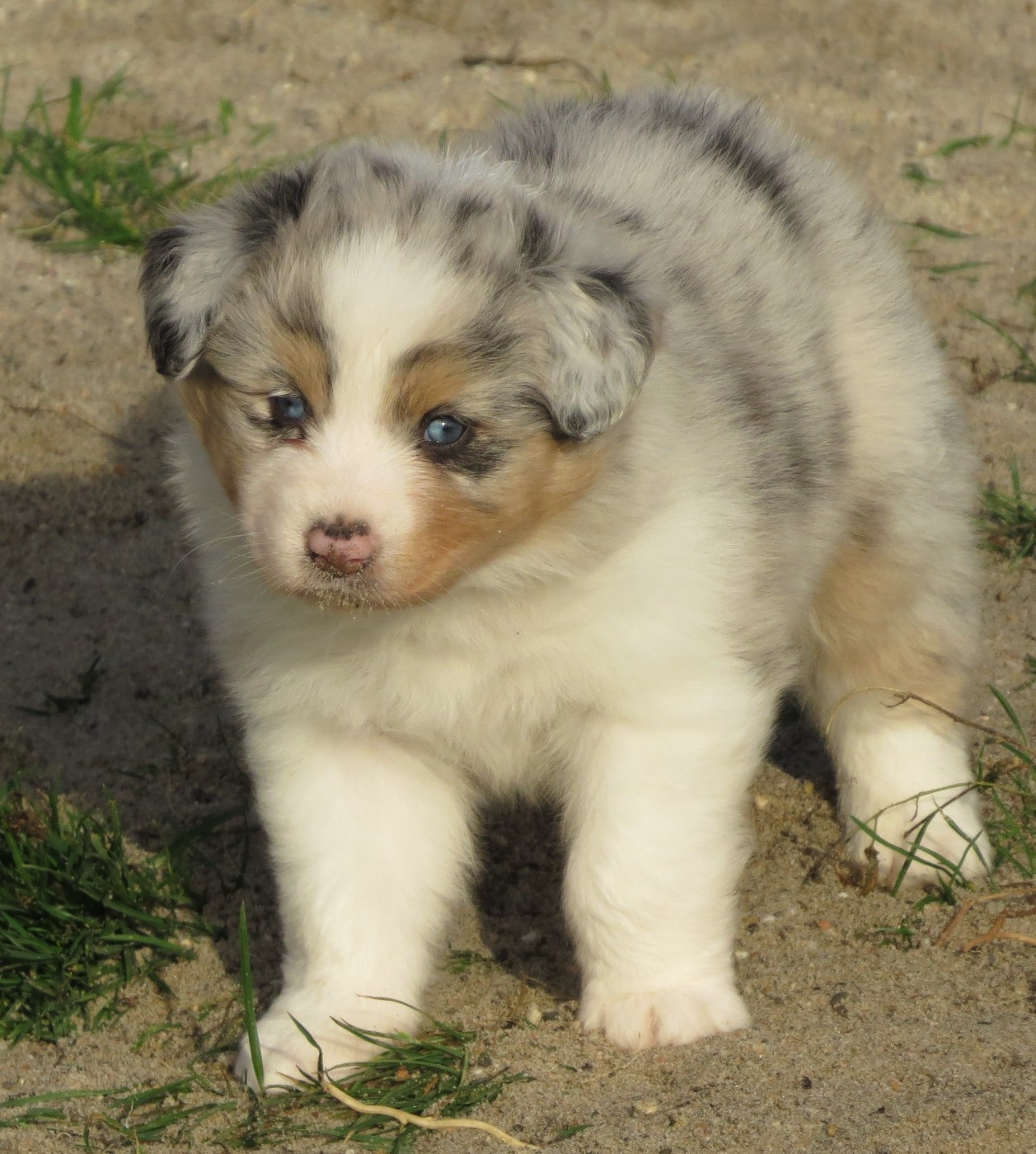 Des Rêves De Cassiopée - Chiots disponibles - Berger Australien