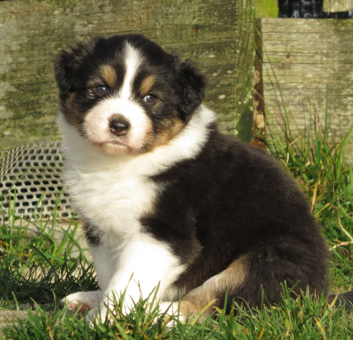 Des Rêves De Cassiopée - Chiots disponibles - Berger Australien