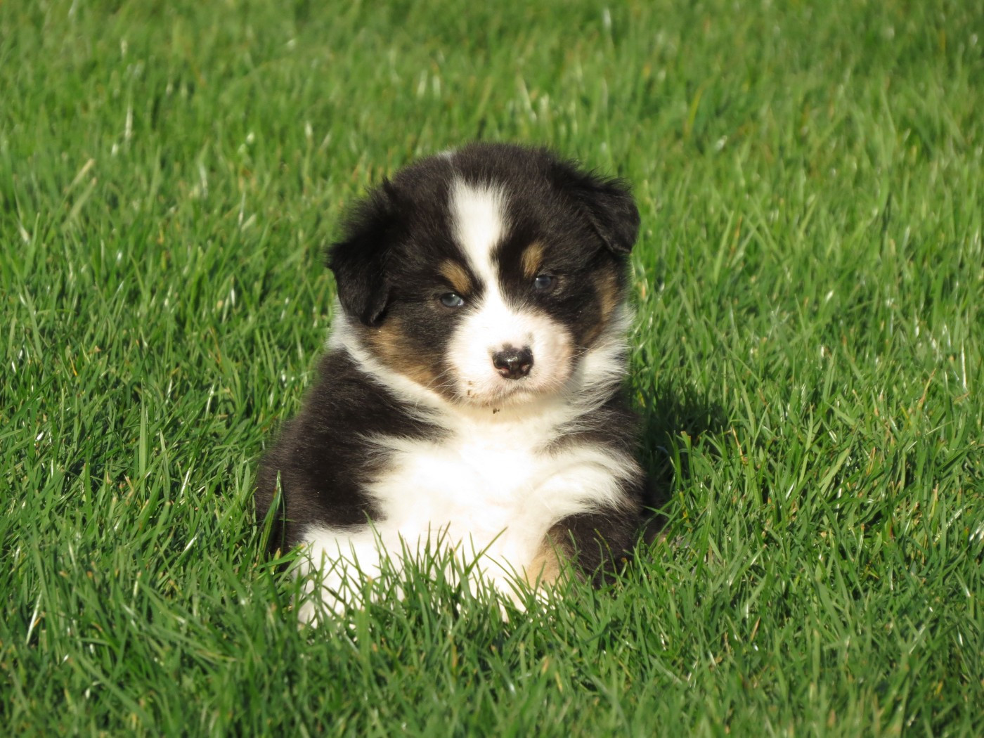 Des Rêves De Cassiopée - Chiots disponibles - Berger Australien