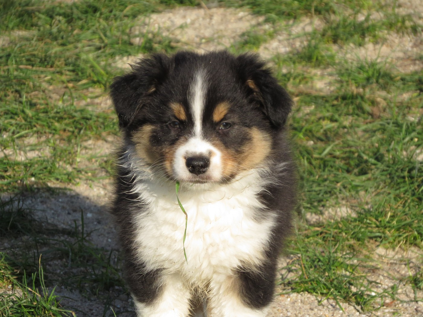 Des Rêves De Cassiopée - Chiots disponibles - Berger Australien