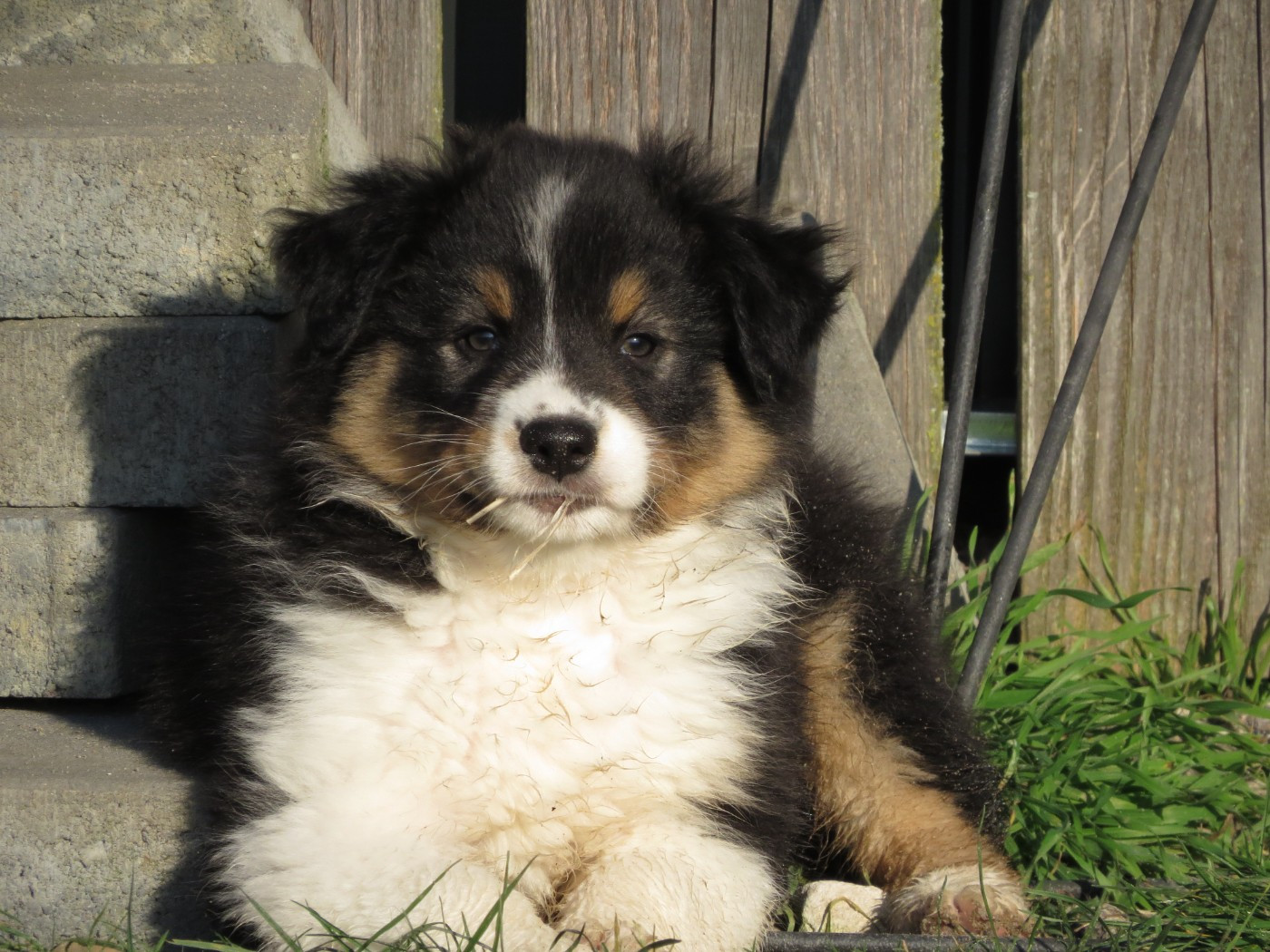 Des Rêves De Cassiopée - Chiots disponibles - Berger Australien