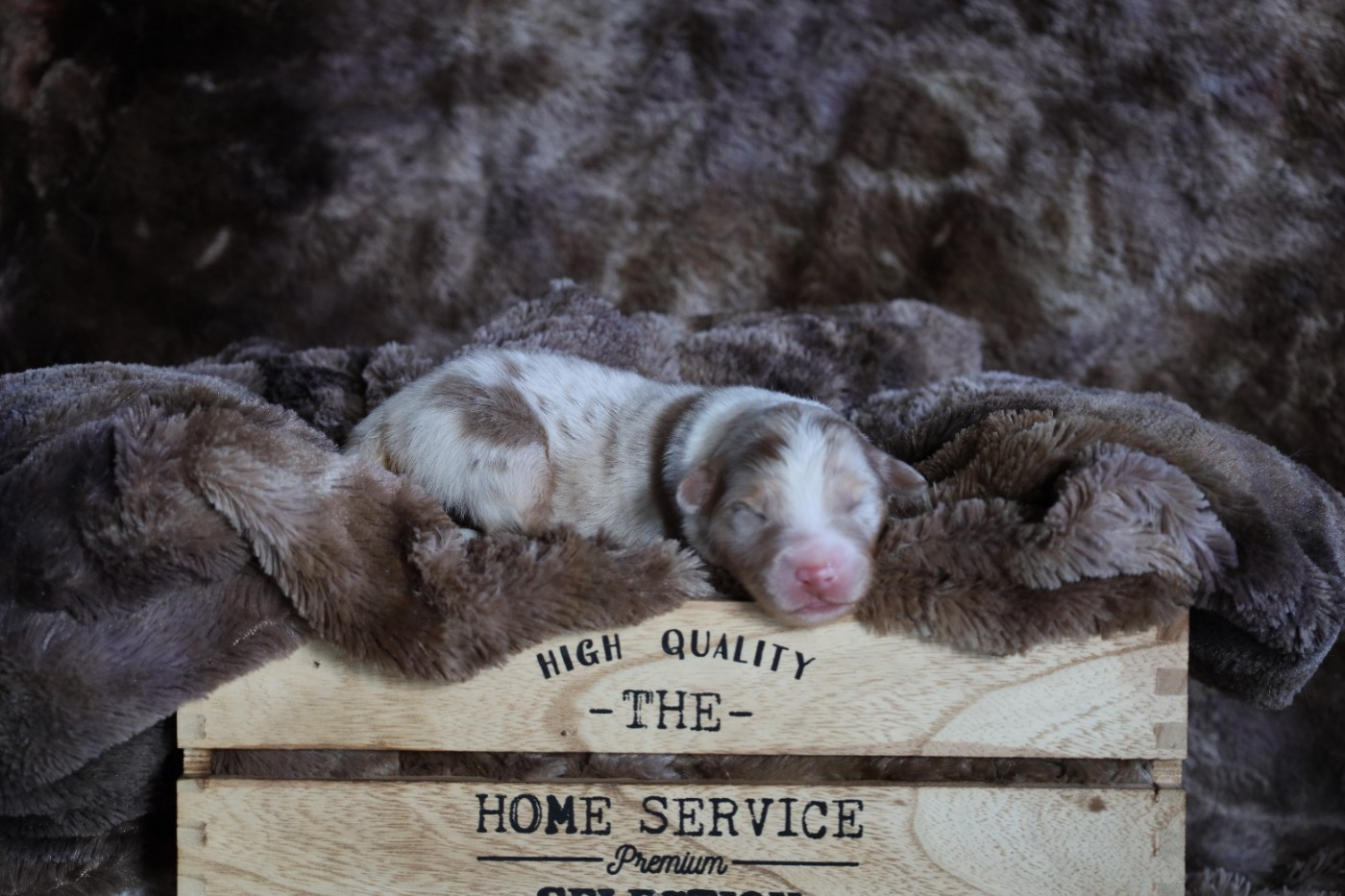 Des Rêves De Cassiopée - Chiots disponibles - Berger Australien