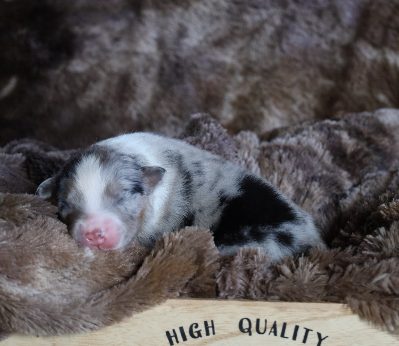 Des Rêves De Cassiopée - Chiots disponibles - Berger Australien