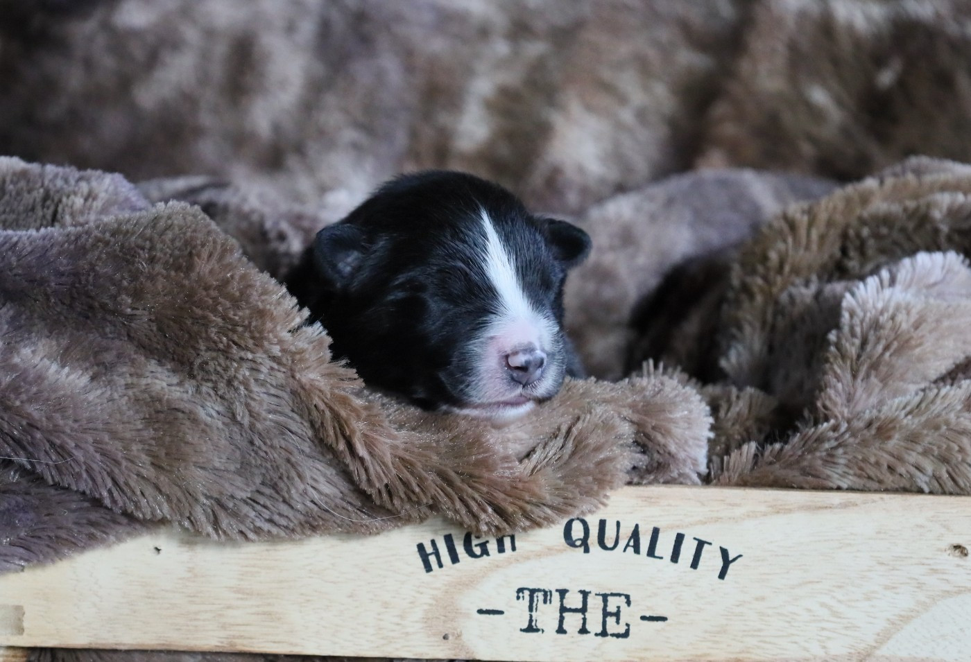 Des Rêves De Cassiopée - Chiots disponibles - Berger Australien