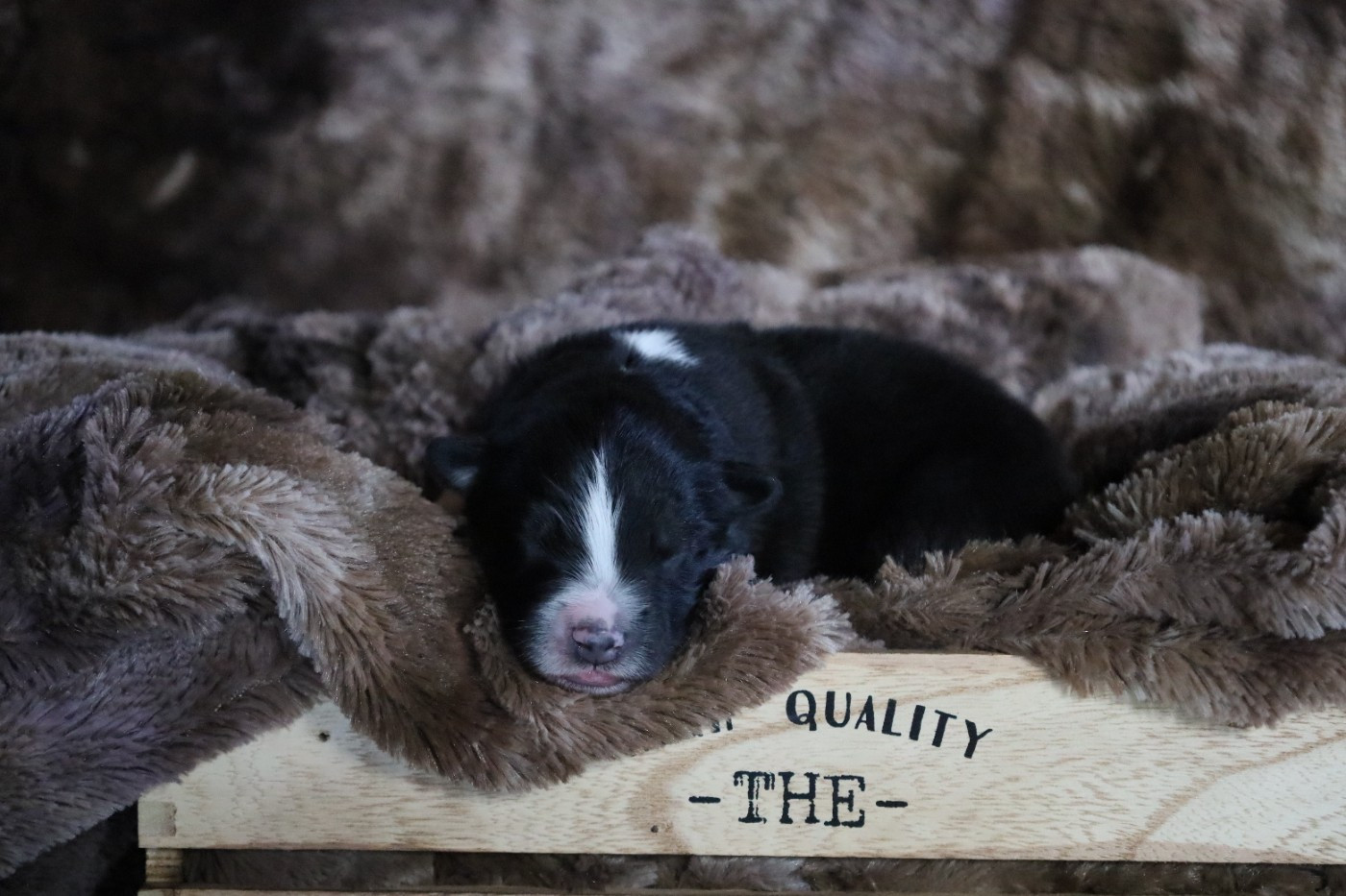 Des Rêves De Cassiopée - Chiots disponibles - Berger Australien