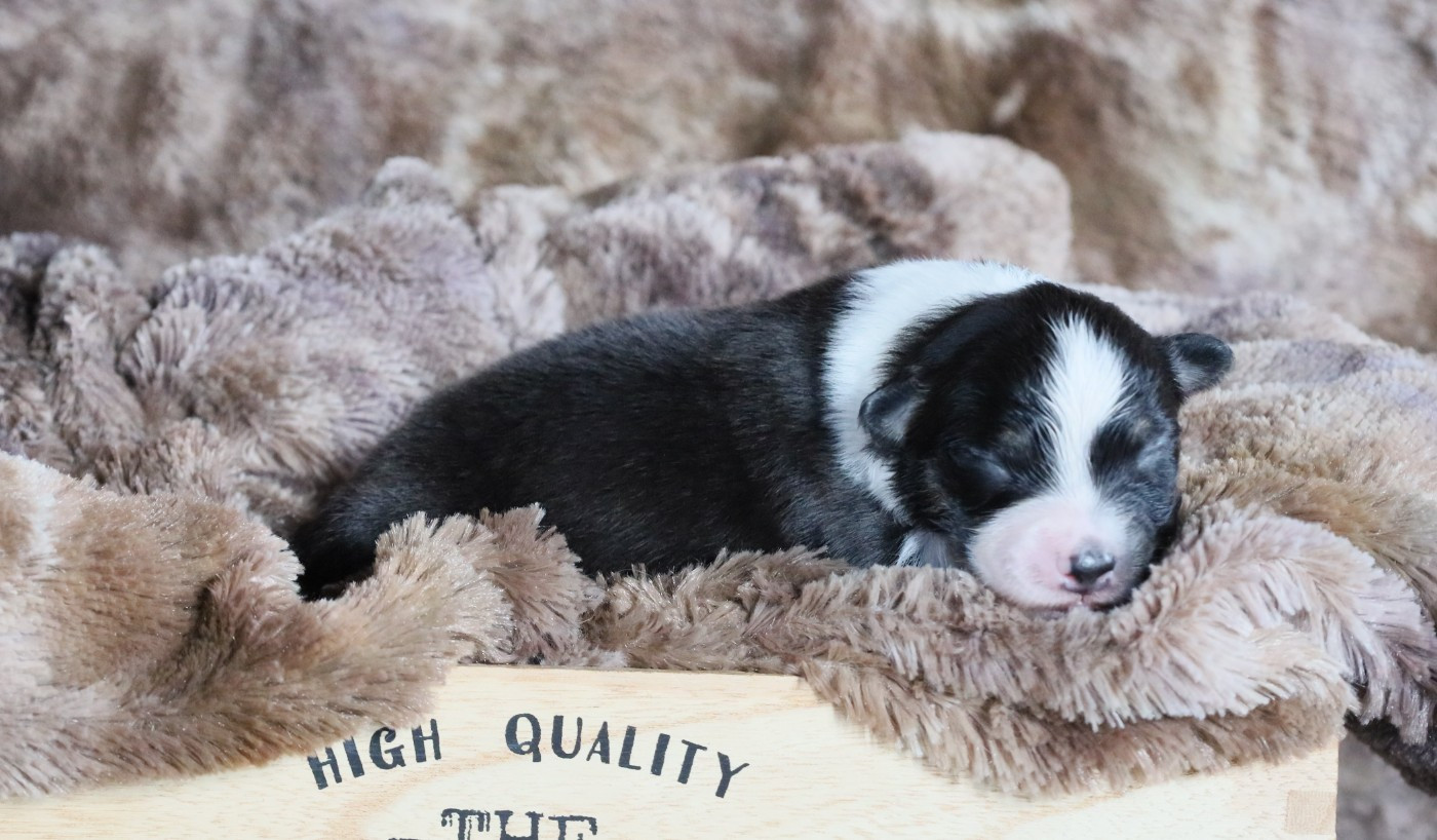 Des Rêves De Cassiopée - Chiots disponibles - Berger Australien