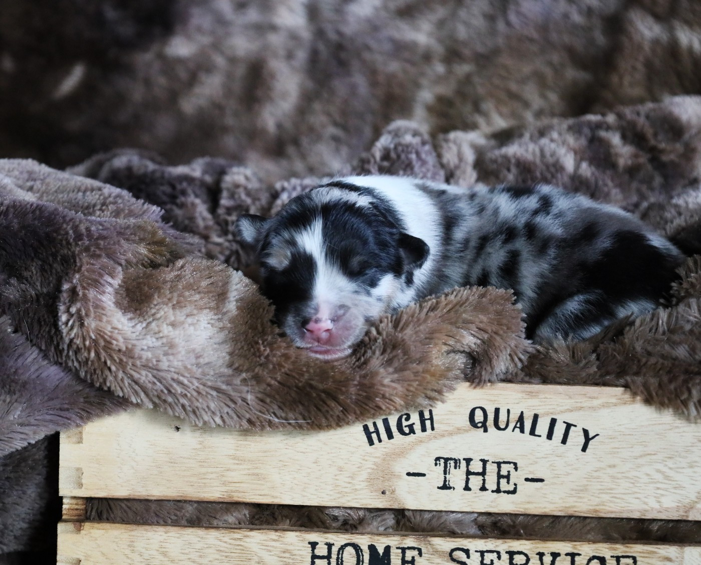 Des Rêves De Cassiopée - Chiots disponibles - Berger Australien