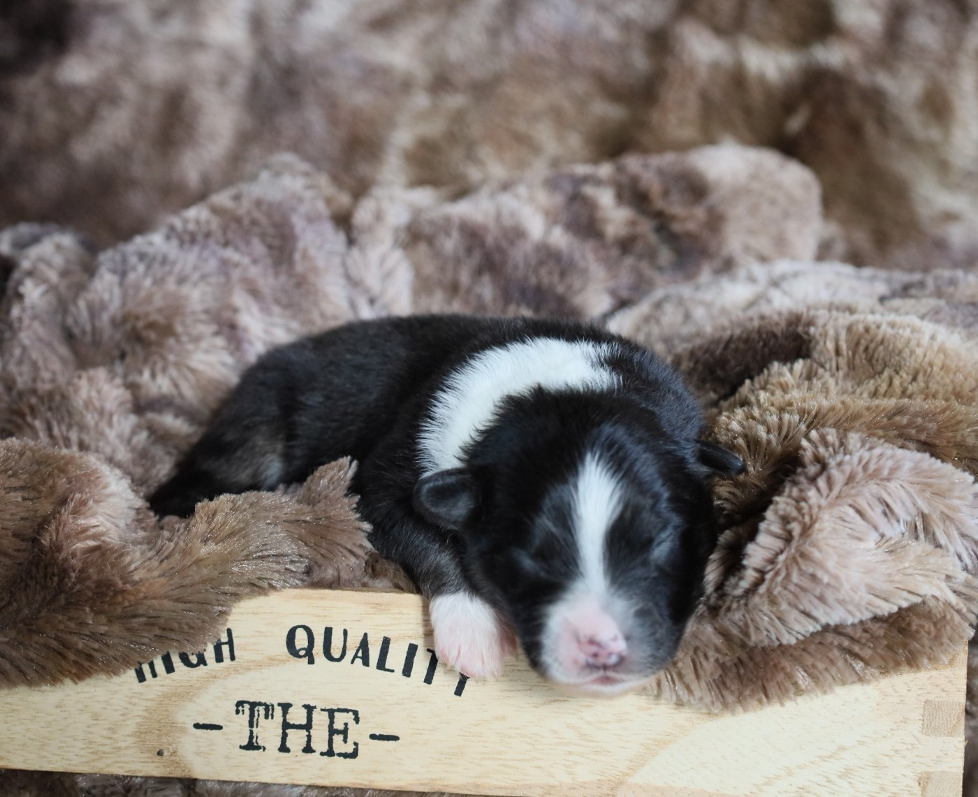 Des Rêves De Cassiopée - Chiots disponibles - Berger Australien