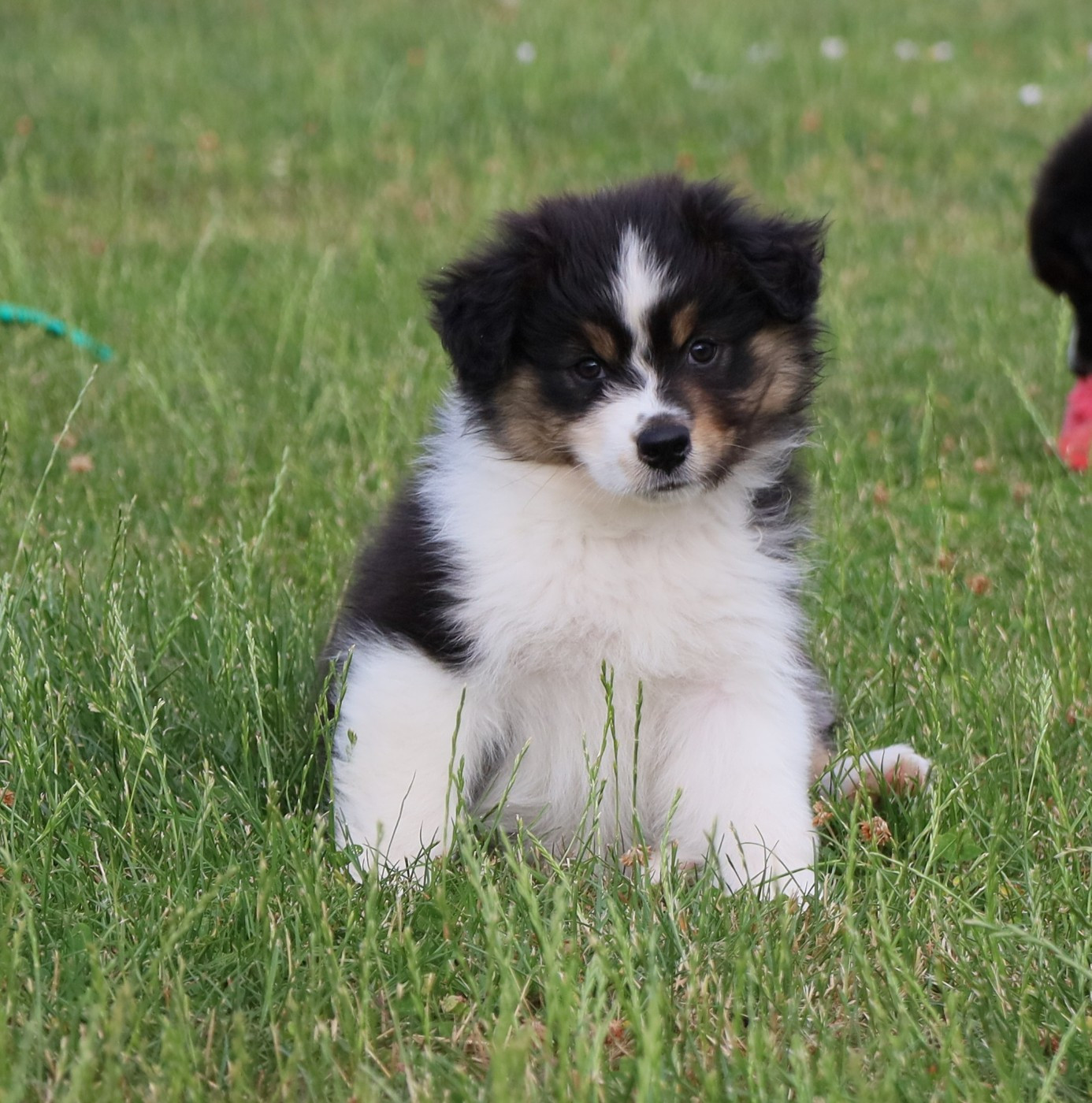 Des Rêves De Cassiopée - Chiots disponibles - Berger Australien