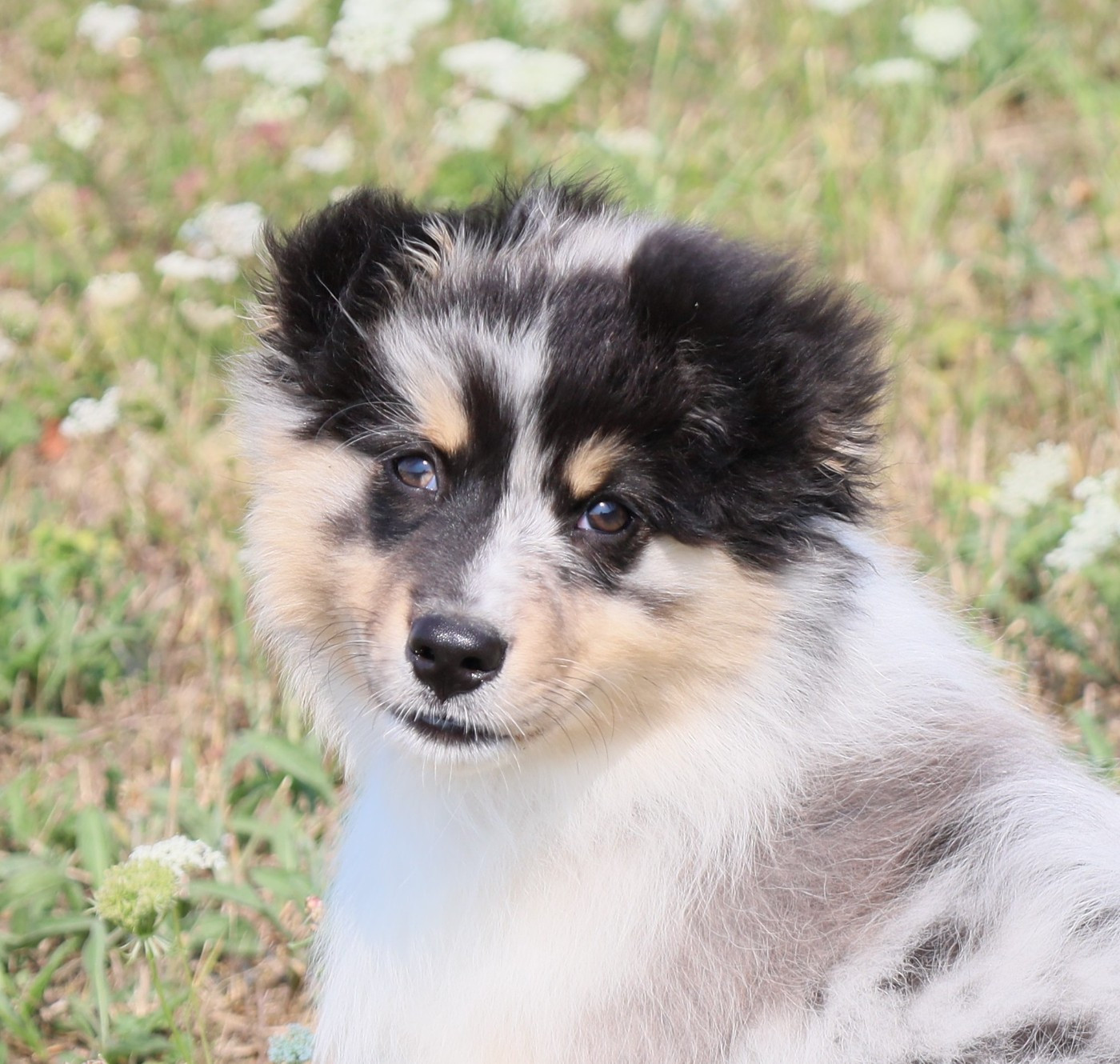 Des Rêves De Cassiopée - Chiots disponibles - Berger Australien