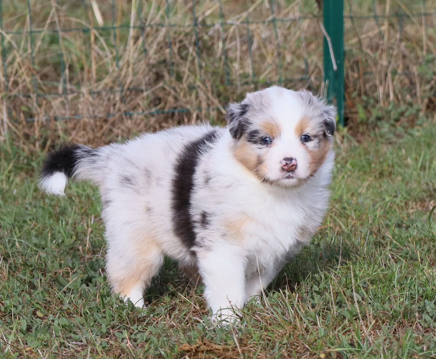 Des Rêves De Cassiopée - Chiots disponibles - Berger Australien