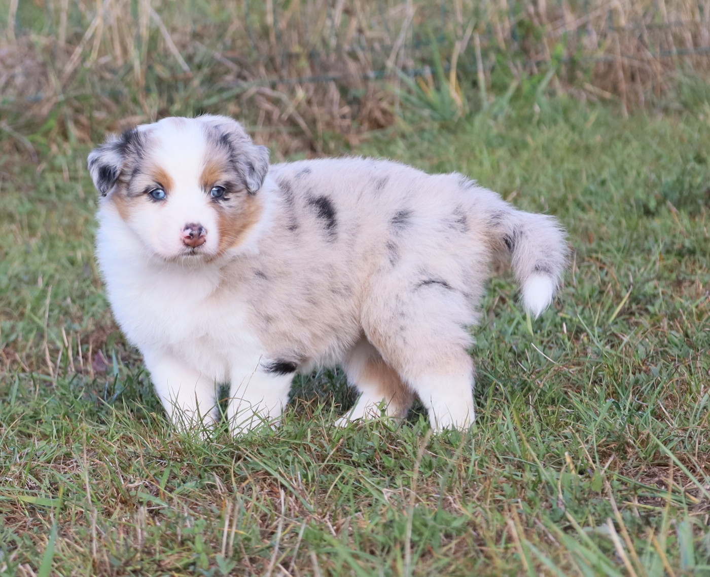Des Rêves De Cassiopée - Chiots disponibles - Berger Australien
