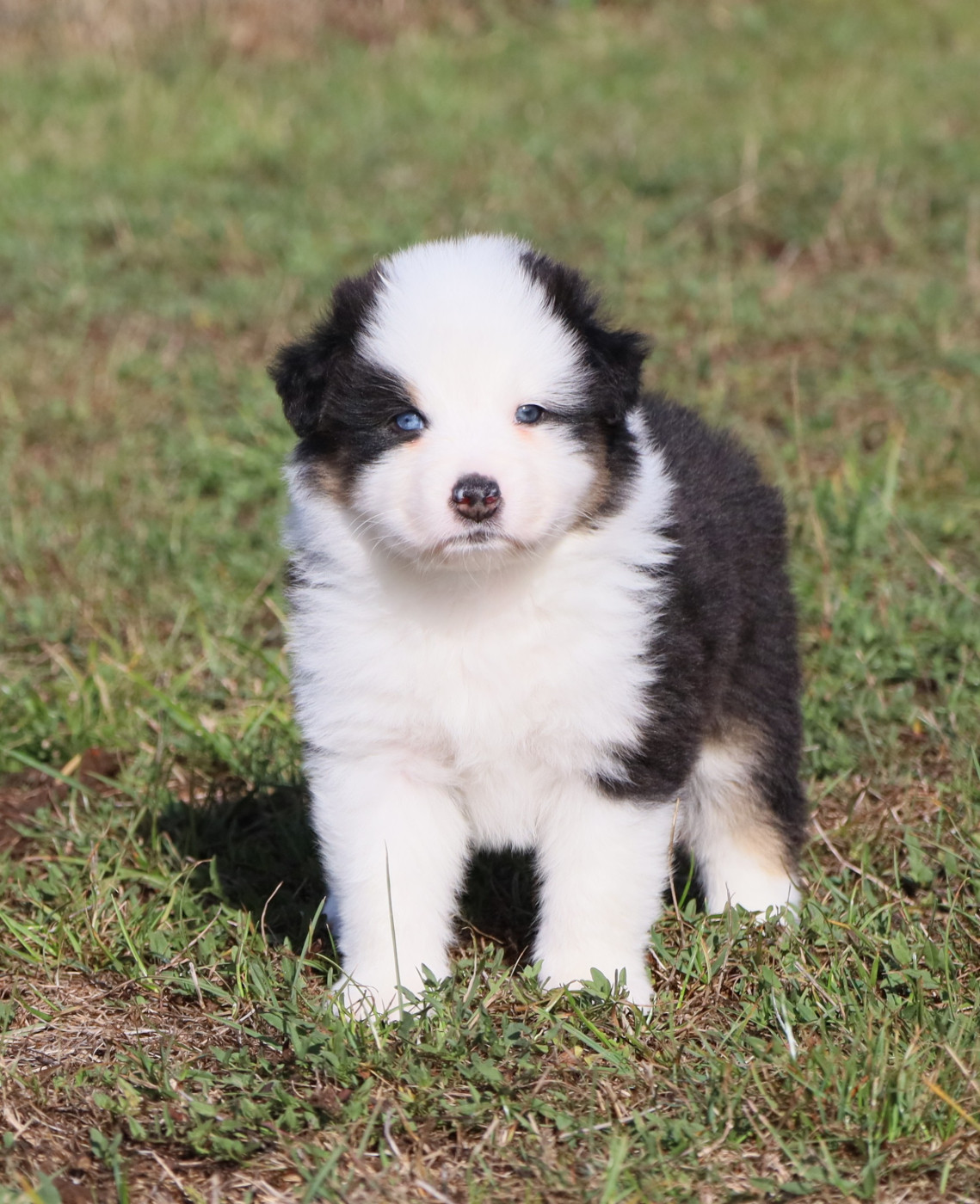 Des Rêves De Cassiopée - Chiots disponibles - Berger Australien