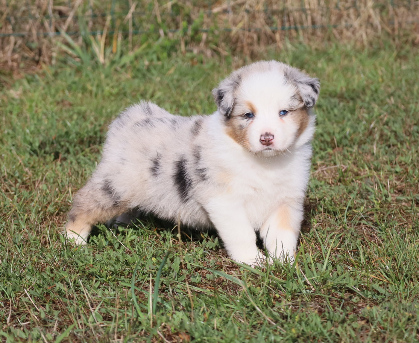 Des Rêves De Cassiopée - Chiots disponibles - Berger Australien