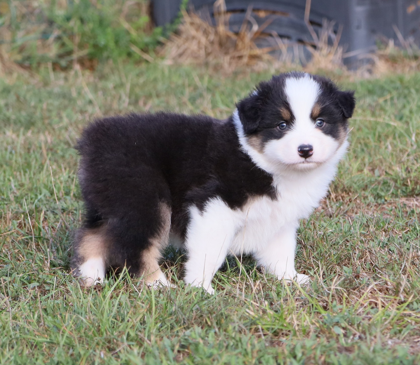 Des Rêves De Cassiopée - Chiots disponibles - Berger Australien