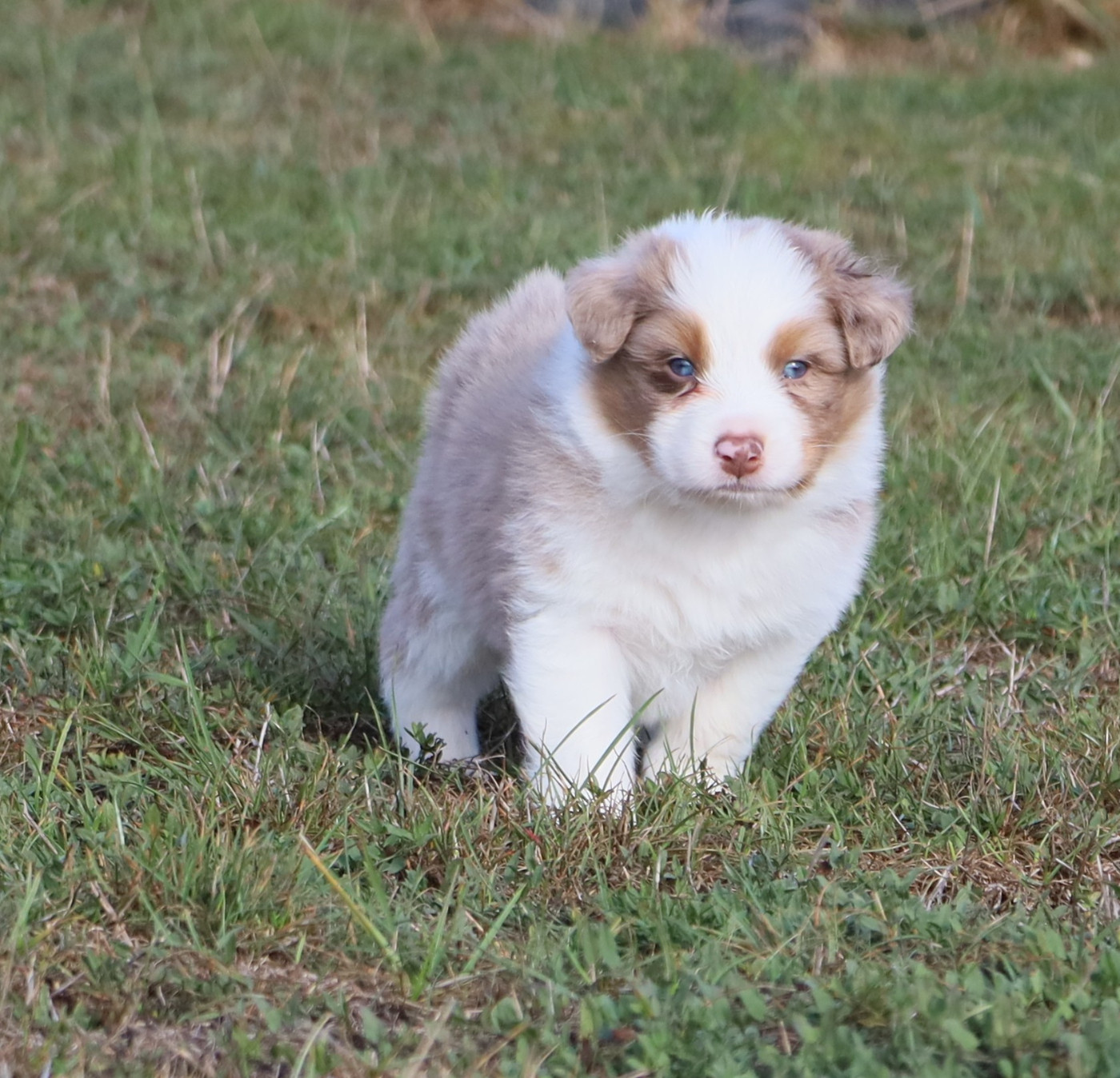 Des Rêves De Cassiopée - Chiots disponibles - Berger Australien