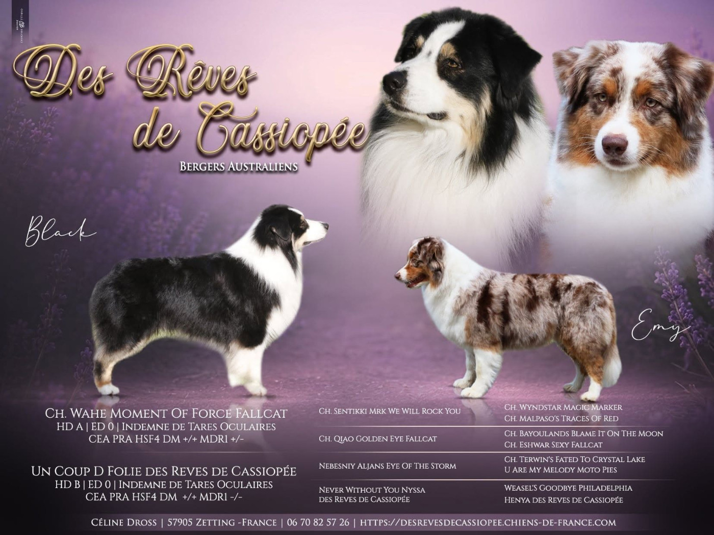 Chiot Berger Australien Des Rêves De Cassiopée