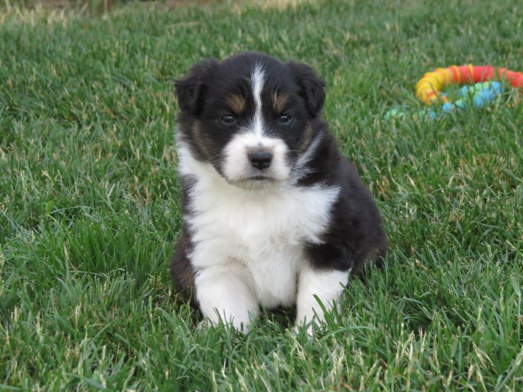 Des Rêves De Cassiopée - Chiots disponibles - Berger Australien