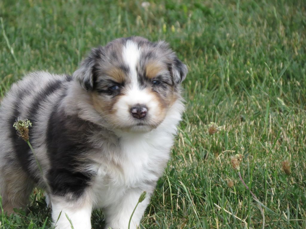 Des Rêves De Cassiopée - Chiots disponibles - Berger Australien