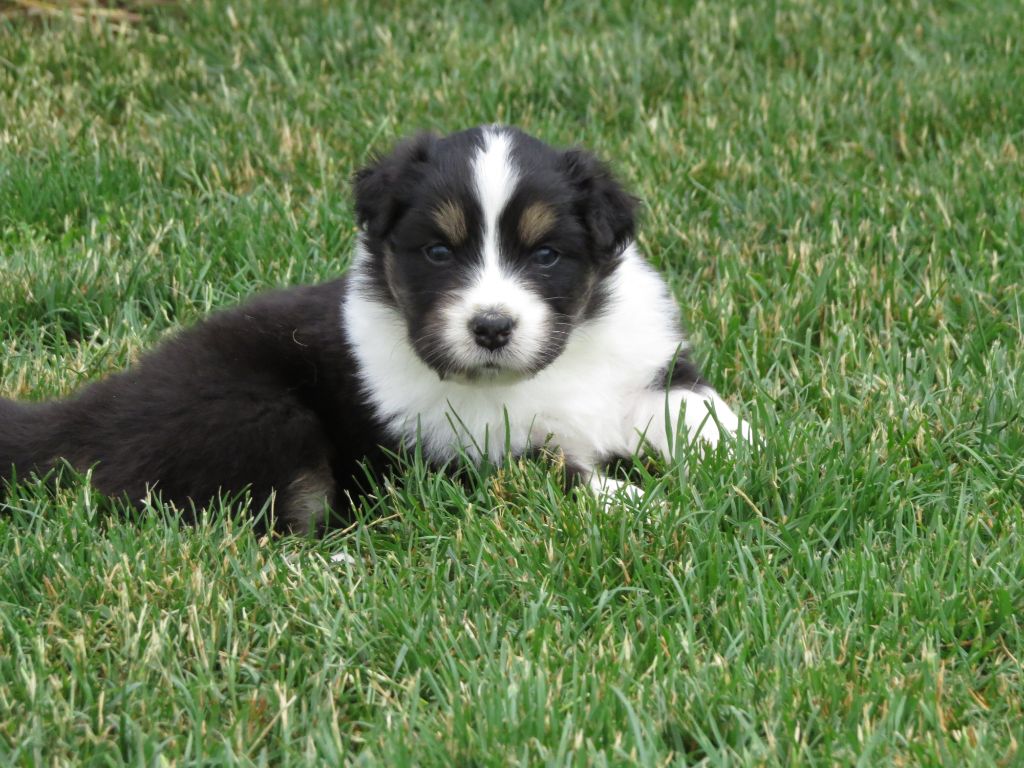 Des Rêves De Cassiopée - Chiots disponibles - Berger Australien