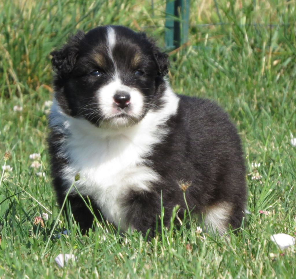 Des Rêves De Cassiopée - Chiots disponibles - Berger Australien
