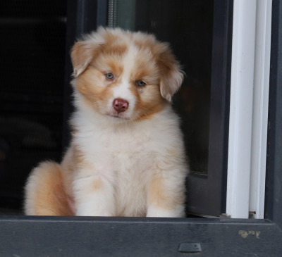 Brownie