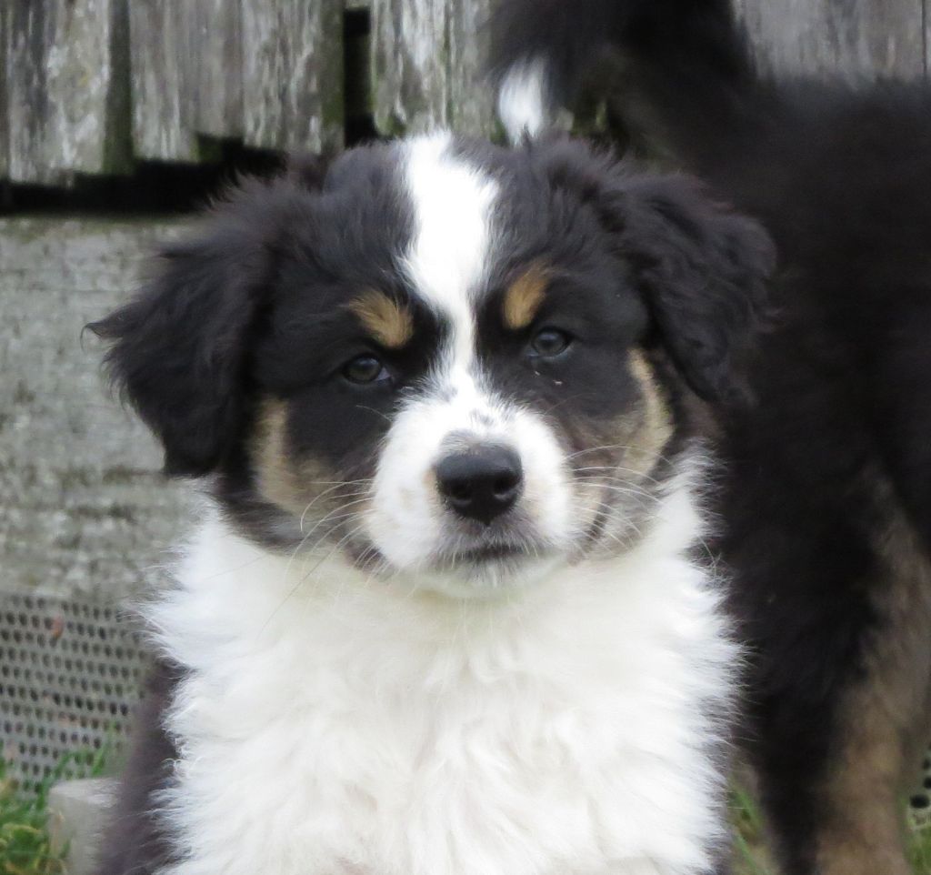 Des Rêves De Cassiopée - Chiots disponibles - Berger Australien
