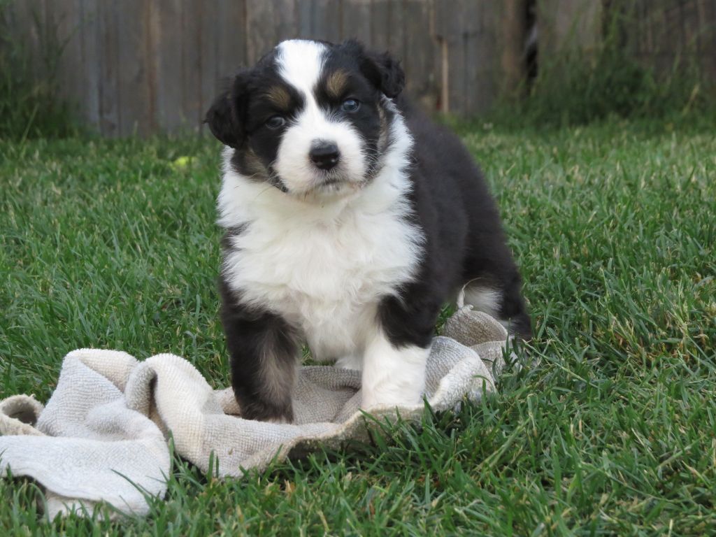 Des Rêves De Cassiopée - Chiots disponibles - Berger Australien