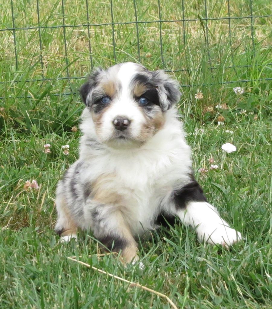 Des Rêves De Cassiopée - Chiots disponibles - Berger Australien