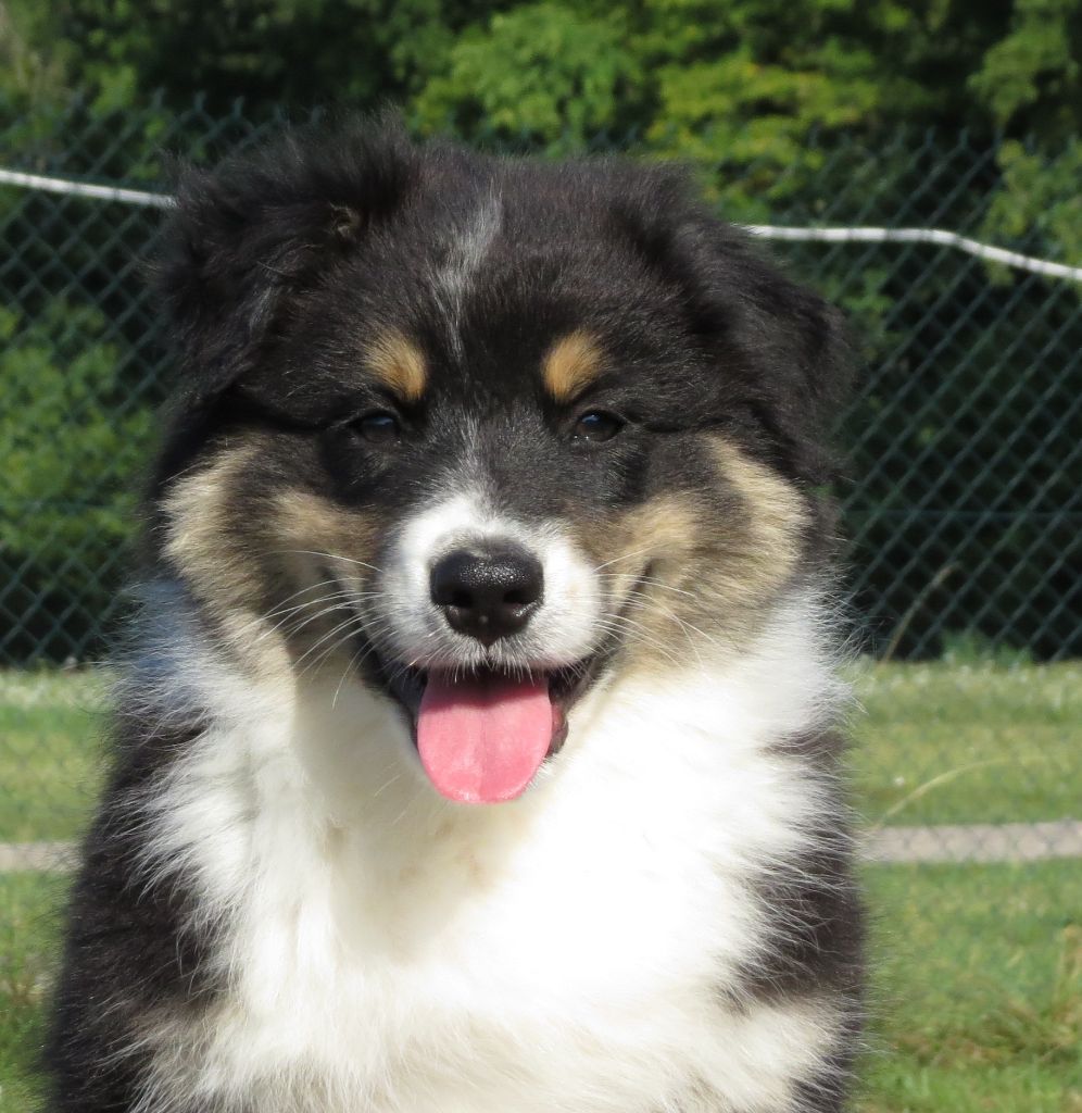 Des Rêves De Cassiopée - Chiots disponibles - Berger Australien