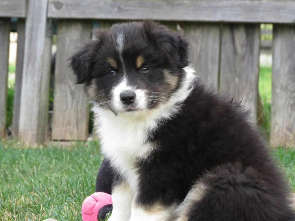 Des Rêves De Cassiopée - Chiots disponibles - Berger Australien